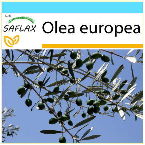 SAFLAX Geschenk Set - Ölbaum - Olea - 20 Samen