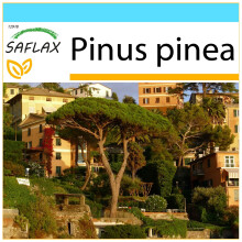 SAFLAX Geschenk Set - Mittelmeerpinie - Pinus - 6 Samen