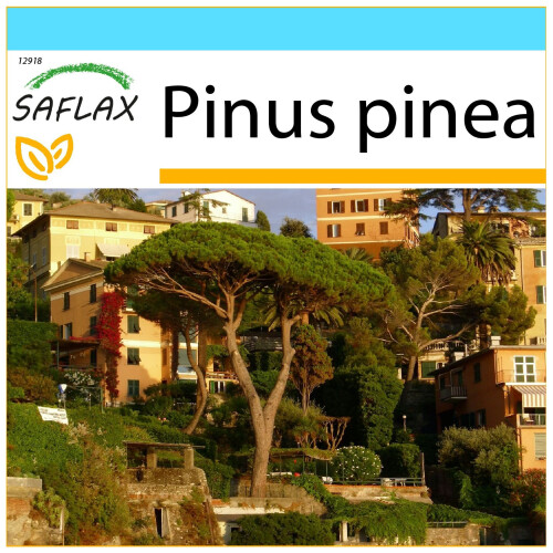 SAFLAX Geschenk Set - Mittelmeerpinie - Pinus - 6 Samen