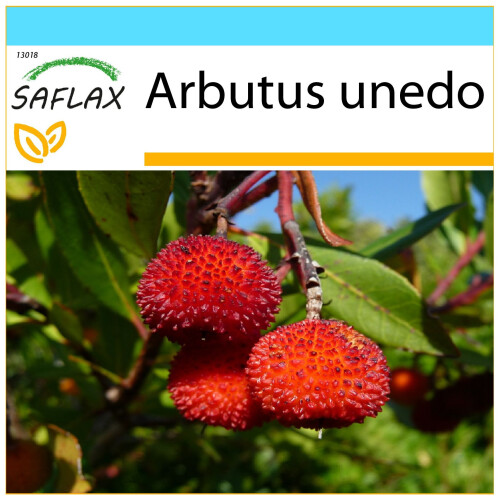 SAFLAX Geschenk Set - Erdbeerbaum - Arbutus - 50 Samen