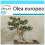 SAFLAX Geschenk Set - Ölbaum - Olea - 20 Samen 1