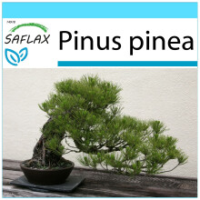 SAFLAX Geschenk Set - Mittelmeer-Pinie - Pinus - 6 Samen