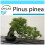 SAFLAX Geschenk Set - Mittelmeer-Pinie - Pinus - 6 Samen 1