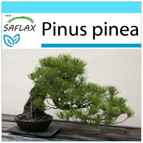 SAFLAX Geschenk Set - Mittelmeer-Pinie - Pinus - 6 Samen