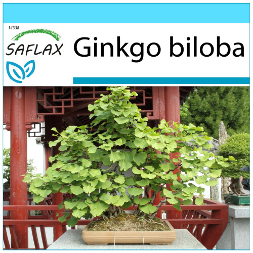 SAFLAX Geschenk Set - Ginkgo - Ginkgo - 4 Samen