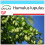 SAFLAX Geschenk Set - Hopfen - Humulus - 50 Samen 1