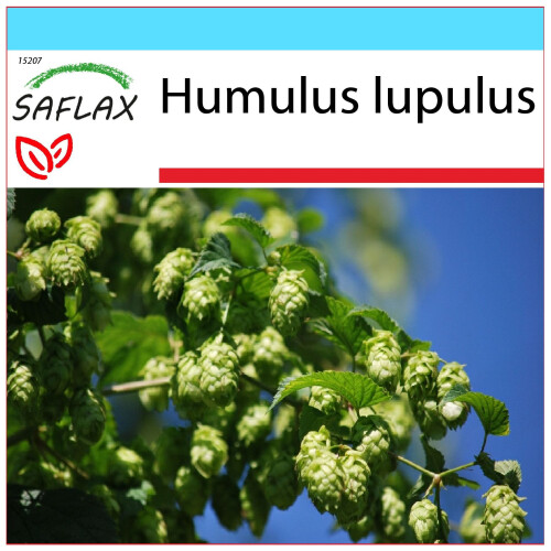 SAFLAX Geschenk Set - Hopfen - Humulus - 50 Samen