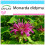 SAFLAX Geschenk Set - Goldmelisse - Monarda - 20 Samen 1
