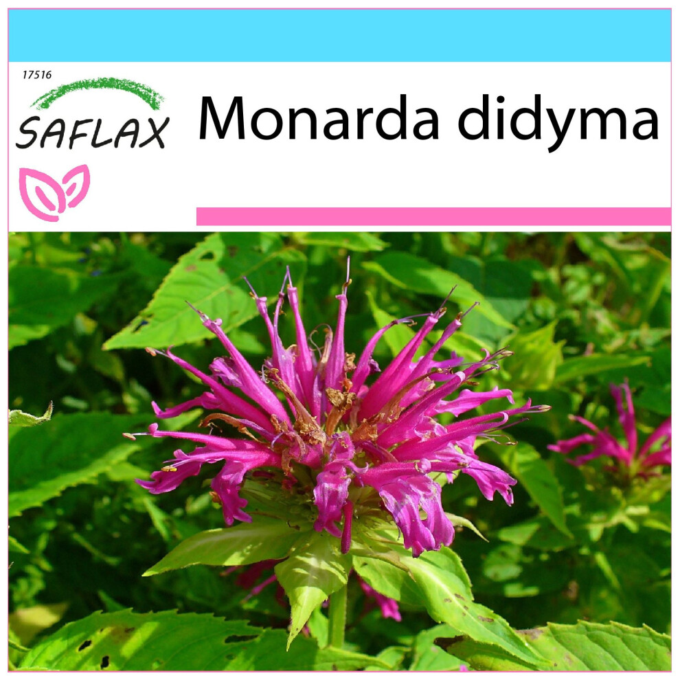 SAFLAX - Ensemble-cadeau - Monarde - 20 graines - Avec coffret cadeau, étiquette d'expédition, carte cadeau et substrat de culture - Monarda didyma