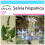 SAFLAX Set regalo - Chia - 500 semi - Salvia 1