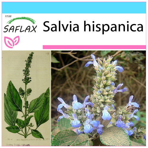 SAFLAX Set regalo - Chia - 500 semi - Salvia