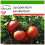 SAFLAX  - Tomate - Rose de Berne - Lycopersicon - 10 Samen - Mit Substrat 1