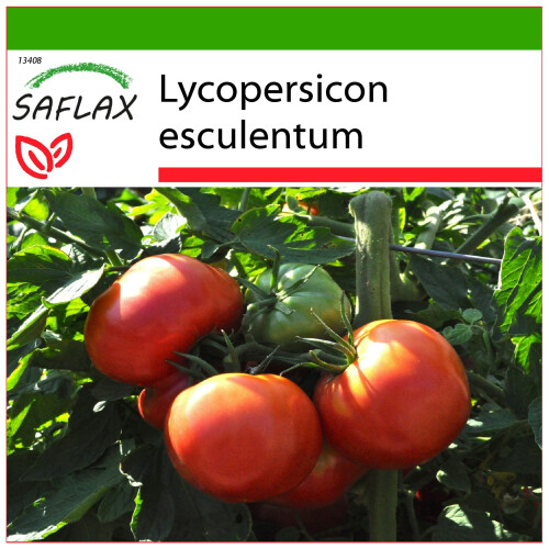 SAFLAX  - Tomate - Rose de Berne - Lycopersicon - 10 Samen - Mit Substrat