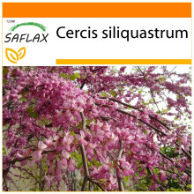 SAFLAX - Garden in the Bag - Lover's Tree - 60 seeds - With substrate in a fitting stand up bag - Cercis siliquastrum