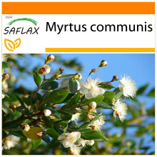 SAFLAX Garden in the bag - Mirto - 30 semi - Myrtus