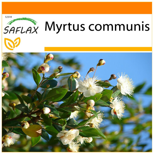 SAFLAX - Garden in the Bag - True Myrtle - 30 seeds - With substrate in a fitting stand up bag - Myrtus communis