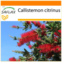 SAFLAX - Garden in the bag - Callistemon - 400 graines - Avec substrat de culture dans un sac pratique Ă montage automatique - Callistemon citrinus