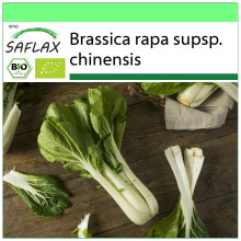 SAFLAX Garden to go - BIO - Cavolo senape cinese - Pak Choi - 300 semi - Brassica