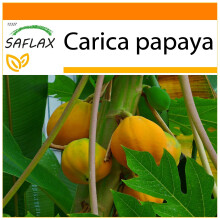 SAFLAX - Garden in the Bag - Melon Tree - 30 seeds - With substrate in a fitting stand up bag - Carica papaya