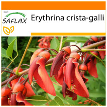 SAFLAX - Garden in the Bag - Cockspur Coral Tree - 6 seeds - With substrate in a fitting stand up bag - Erythrina crista-galli
