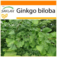 SAFLAX - Garden in the Bag - Maidenhair Tree - 4 seeds - With substrate in a fitting stand up bag - Ginkgo biloba