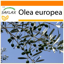 SAFLAX - Garden in the bag - Olivier - 20 graines - Avec substrat de culture dans un sac pratique Ă montage automatique - Olea europea
