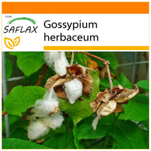 SAFLAX Garden in the bag - Cotone asiatico - 12 semi - Gossypium