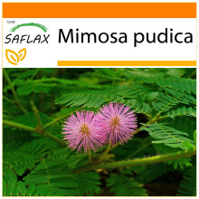 SAFLAX - Garden in the bag - Mimosa pudique - 70 graines - Avec substrat de culture dans un sac pratique à montage automatique - Mimosa pudica