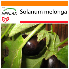SAFLAX Garden in the bag - Melanzana - 20 semi - Solanum