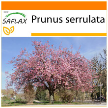 SAFLAX - Garden in the bag - Cerisier du Japon - 30 graines - Avec substrat de culture dans un sac pratique Ă montage automatique - Prunus serrulata