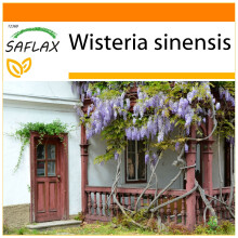 SAFLAX - Garden in the bag - Glycine de Chine - 4 graines - Avec substrat de culture dans un sac pratique Ă montage automatique - Wisteria sinensis