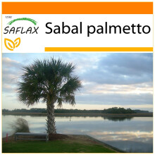 SAFLAX - Garden in the bag - Chou palmiste - 8 graines - Avec substrat de culture dans un sac pratique Ă montage automatique - Sabal palmetto
