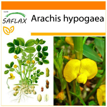 SAFLAX Garden in the bag - Erdnuß - Arachis - 8 Samen