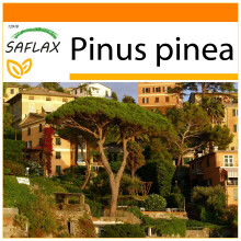 SAFLAX - Garden in the bag - Pin parasol - 6 graines - Avec substrat de culture dans un sac pratique à montage automatique - Pinus pinea