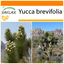 SAFLAX Garden in the bag - Albero di Giosuè - 10 semi - Yucca