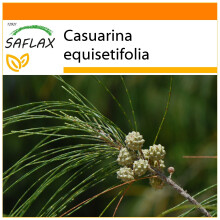 SAFLAX - Garden in the Bag - Horsetail Tree - 200 seeds - With substrate in a fitting stand up bag - Casuarina equisetifolia