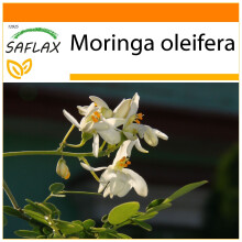 SAFLAX Garden in the bag - Albero del rafano - 10 semi - Moringa