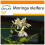 SAFLAX Garden in the bag - Moringa - Moringa - 10 Samen 1
