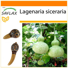 SAFLAX Garden in the bag - zucca a bottiglia - 15 semi - Lagenaria