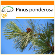 SAFLAX - Garden in the bag - Pin ponderosa - 20 graines - Avec substrat de culture dans un sac pratique Ă montage automatique - Pinus ponderosa