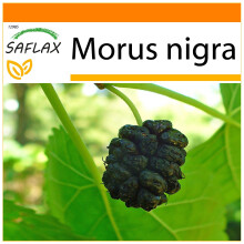 SAFLAX - Garden in the bag - Mûrier noir - 200 graines - Avec substrat de culture dans un sac pratique à montage automatique - Morus nigra