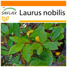 SAFLAX Garden in the bag - Gewürzlorbeerbaum - Laurus - 6 Samen