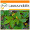 SAFLAX Garden in the bag - Gewürzlorbeerbaum - Laurus - 6 Samen 1