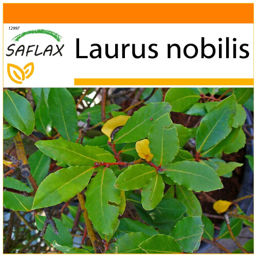 SAFLAX Garden in the bag - Gewürzlorbeerbaum - Laurus - 6 Samen