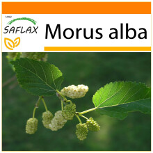 SAFLAX - Garden in the bag - Mûrier blanc - 200 graines - Avec substrat de culture dans un sac pratique à montage automatique - Morus alba