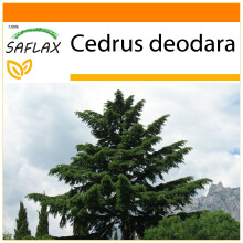 SAFLAX - Garden in the bag - Cèdre de l'Himalaya - 35 graines - Avec substrat de culture dans un sac pratique à montage automatique - Cedrus deodara