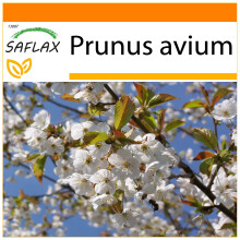 SAFLAX - Garden in the bag - Cerisier des oiseaux - 10 graines - Avec substrat de culture dans un sac pratique Ă montage automatique - Prunus avium