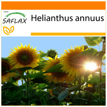 SAFLAX - Garden in the bag - Tournesol Titan - 20 graines - Avec substrat de culture dans un sac pratique Ă montage automatique - Helianthus annuus
