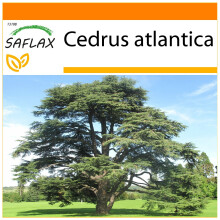 SAFLAX - Garden in the bag - Cèdre de l'Atlas - 20 graines - Avec substrat de culture dans un sac pratique à montage automatique - Cedrus atlantica