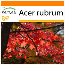 SAFLAX - Garden in the bag - Erable rouge - 20 graines - Avec substrat de culture dans un sac pratique à montage automatique - Acer rubrum